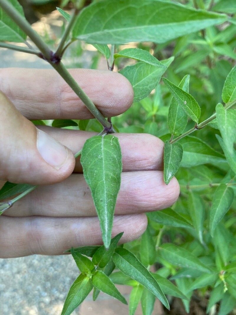 Anisacanthus quadrifidus leaf