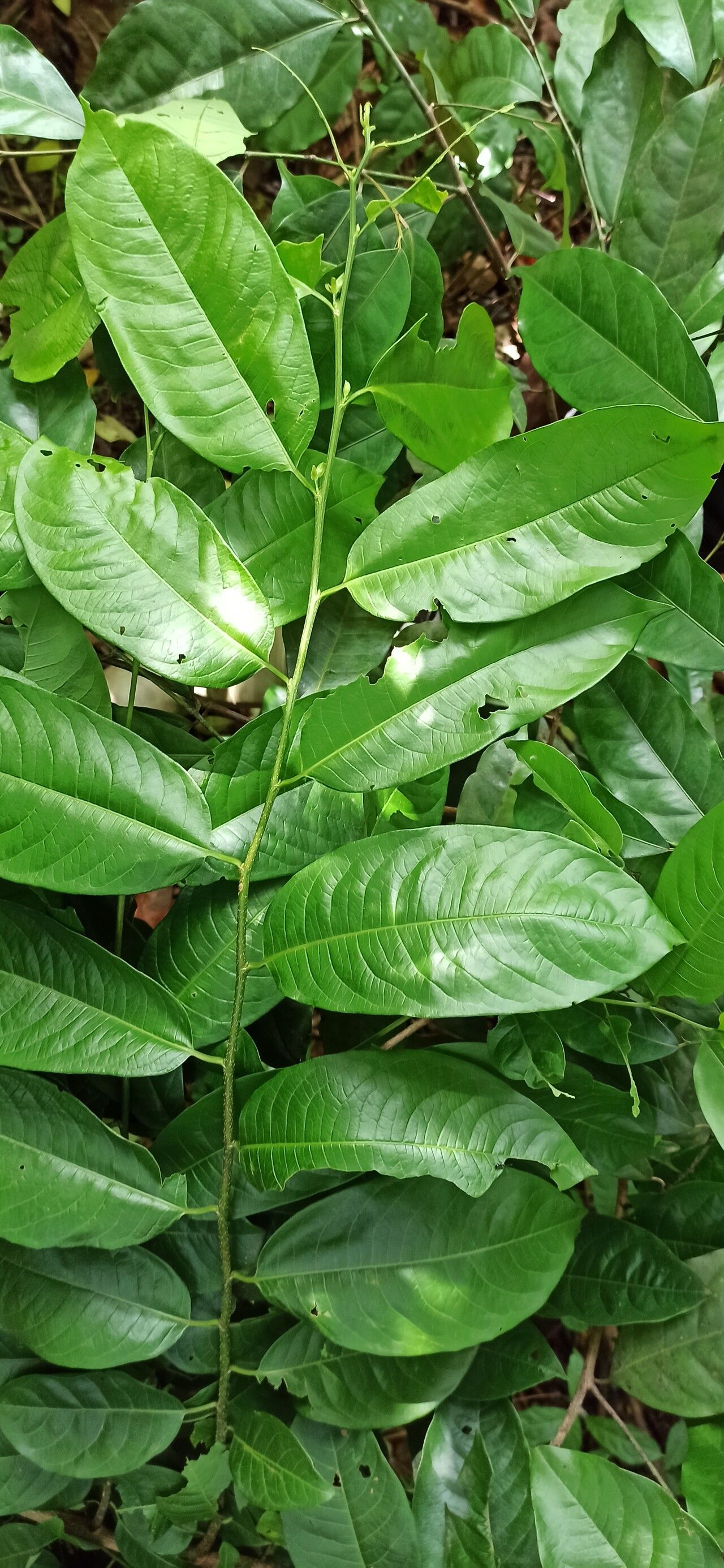 Margaritaria discoidea — related species from the same genus