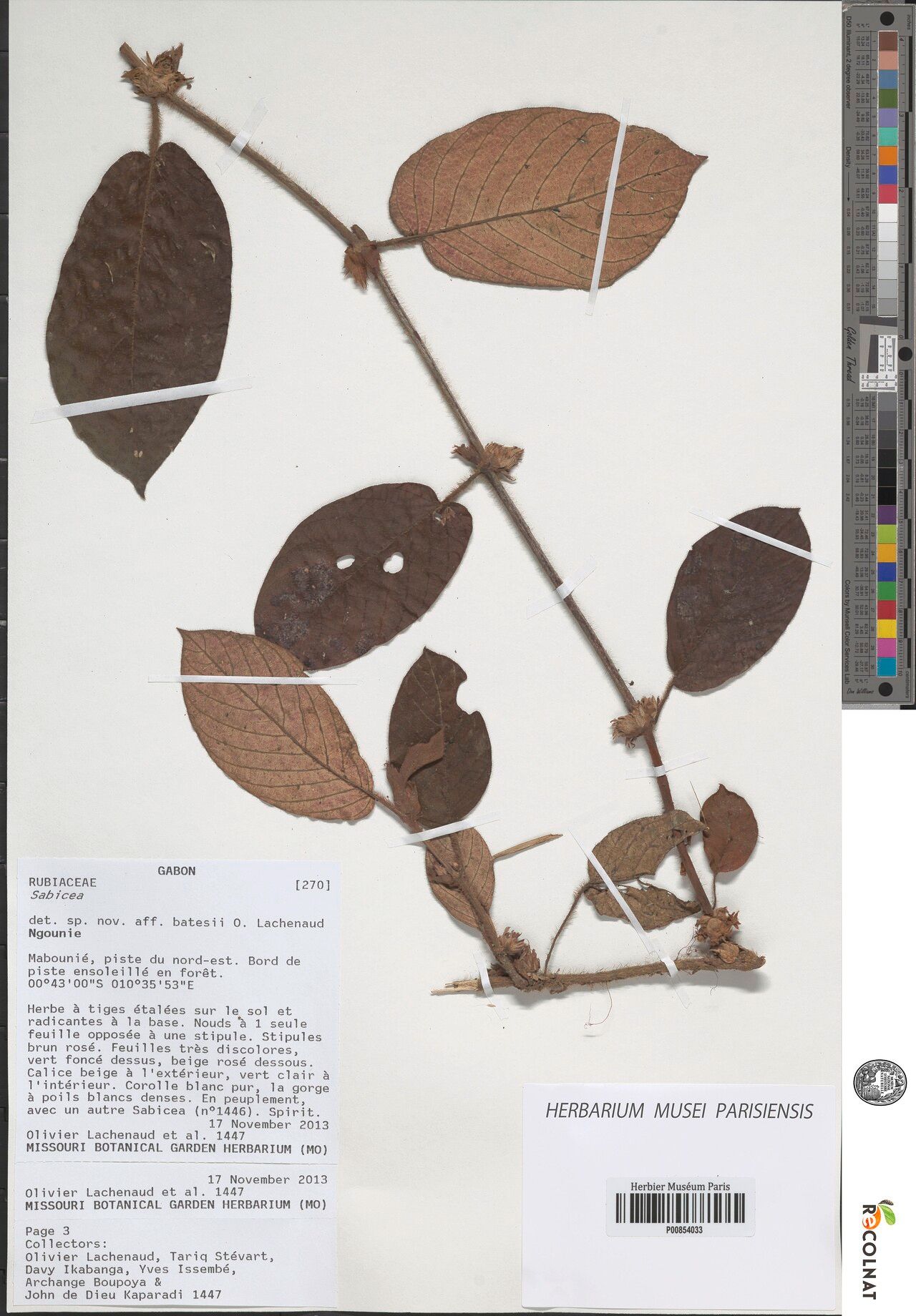 Sabicea mapiana — houseplant care guide