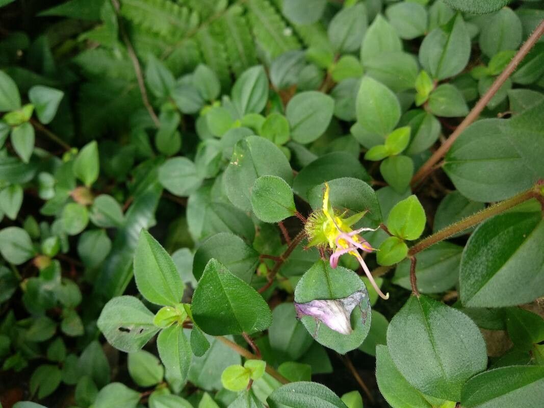Dissotis rotundifolia fruit