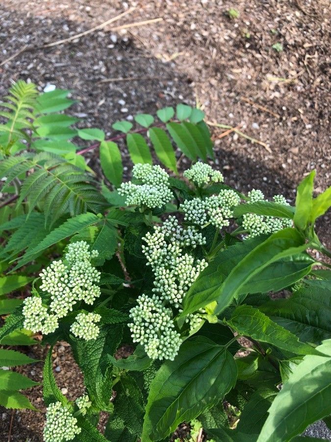 Eupatorium pilosum flower