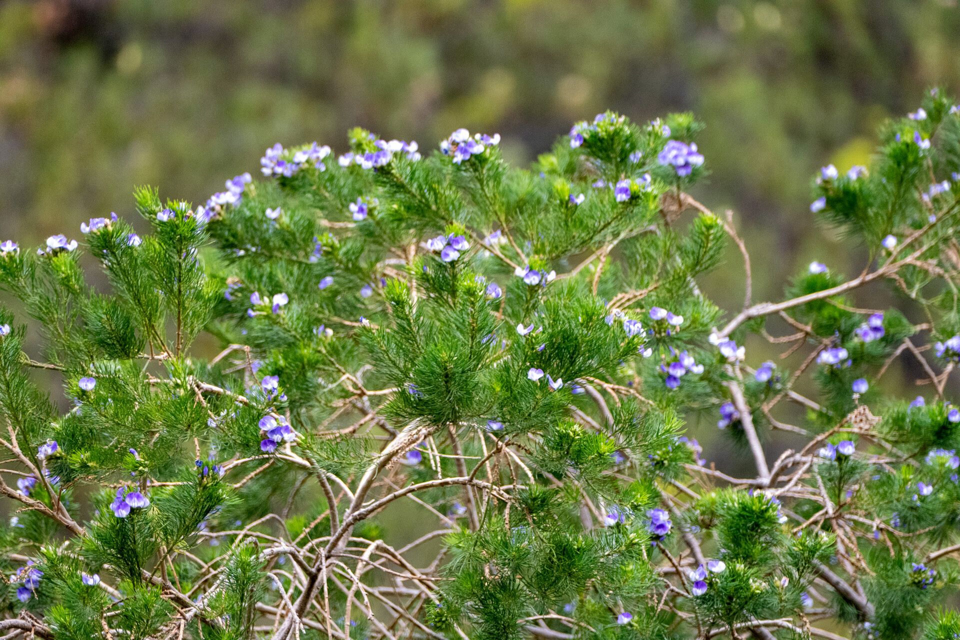 Psoralea arborea — related species from the same genus
