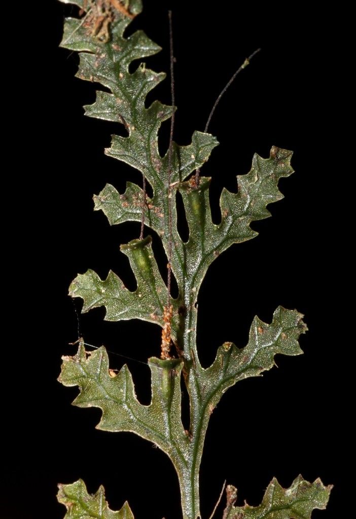 Trichomanes vieillardii bark