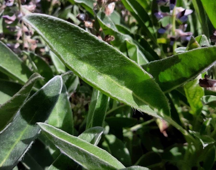 Lupinus diffusus — search result for 'Lupinus'