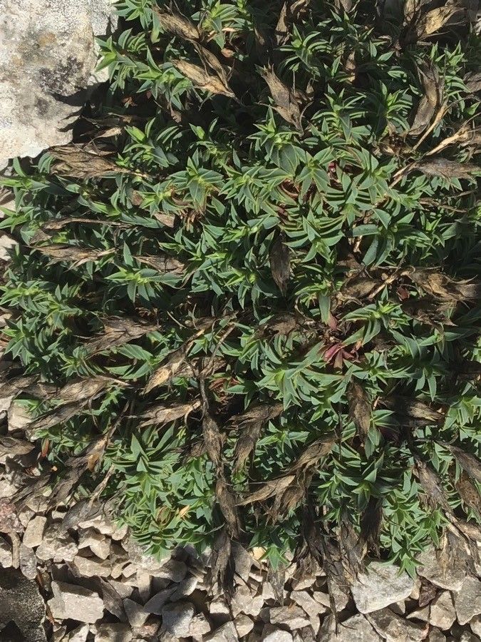Dianthus haematocalyx habit