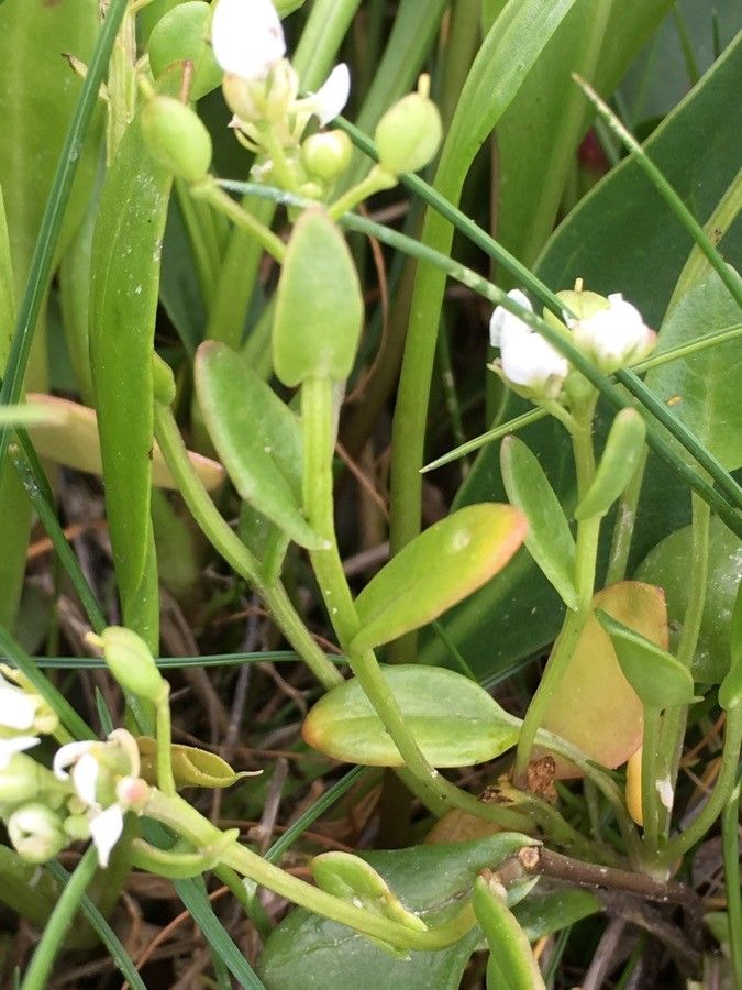 Cochlearia anglica leaf