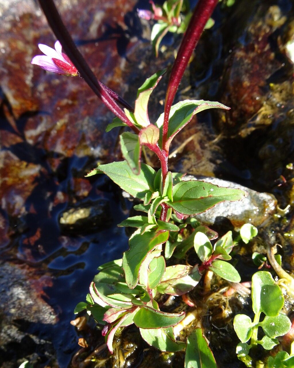 Epilobium alsinifolium
