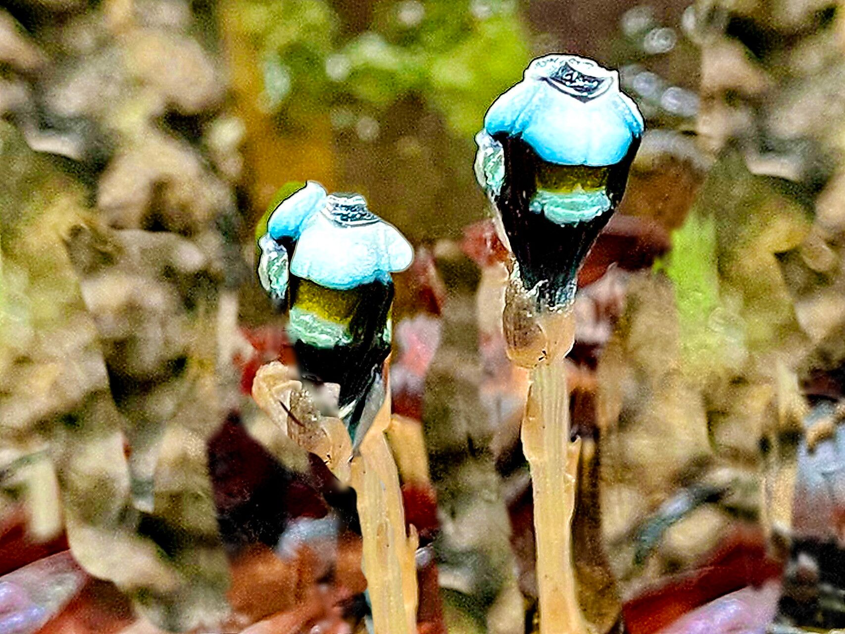 Thismia mirabilis — search result for 'Mirabilis'