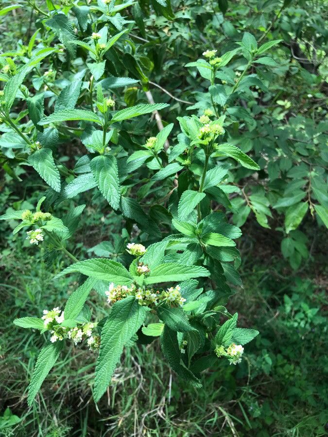 Lippia javanica flower