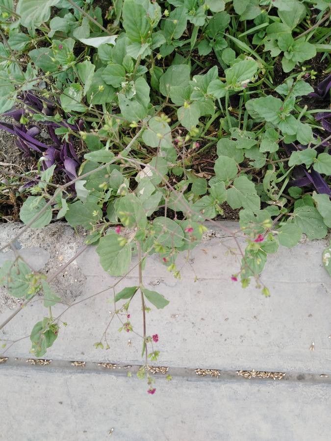 Boerhavia repens leaf