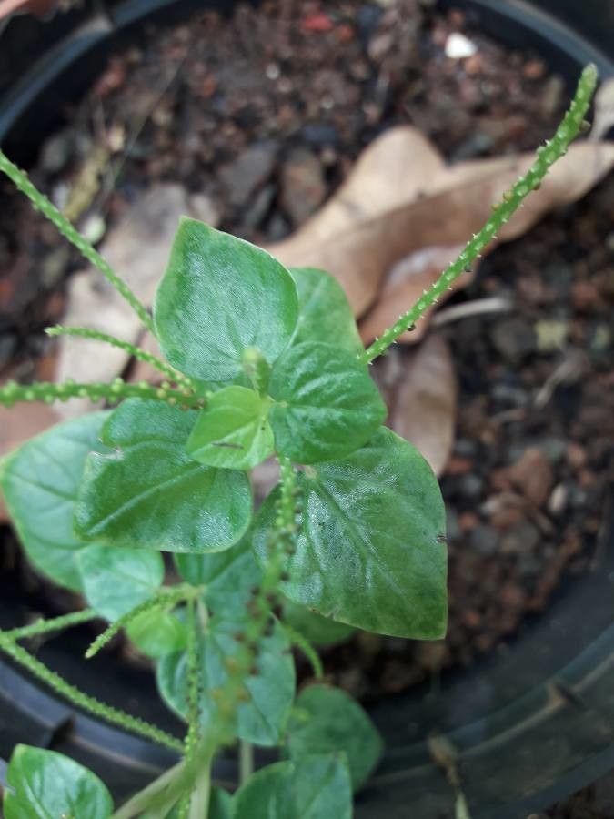 Peperomia pellucida flower