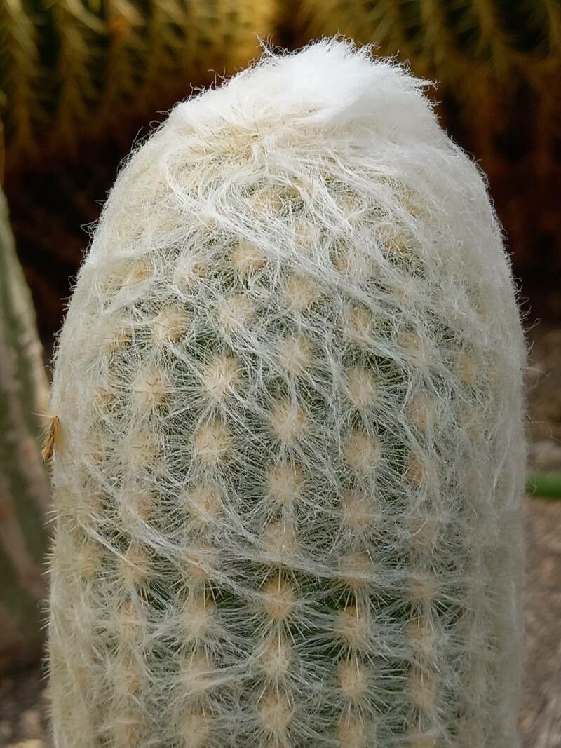 Espostoa melanostele bark