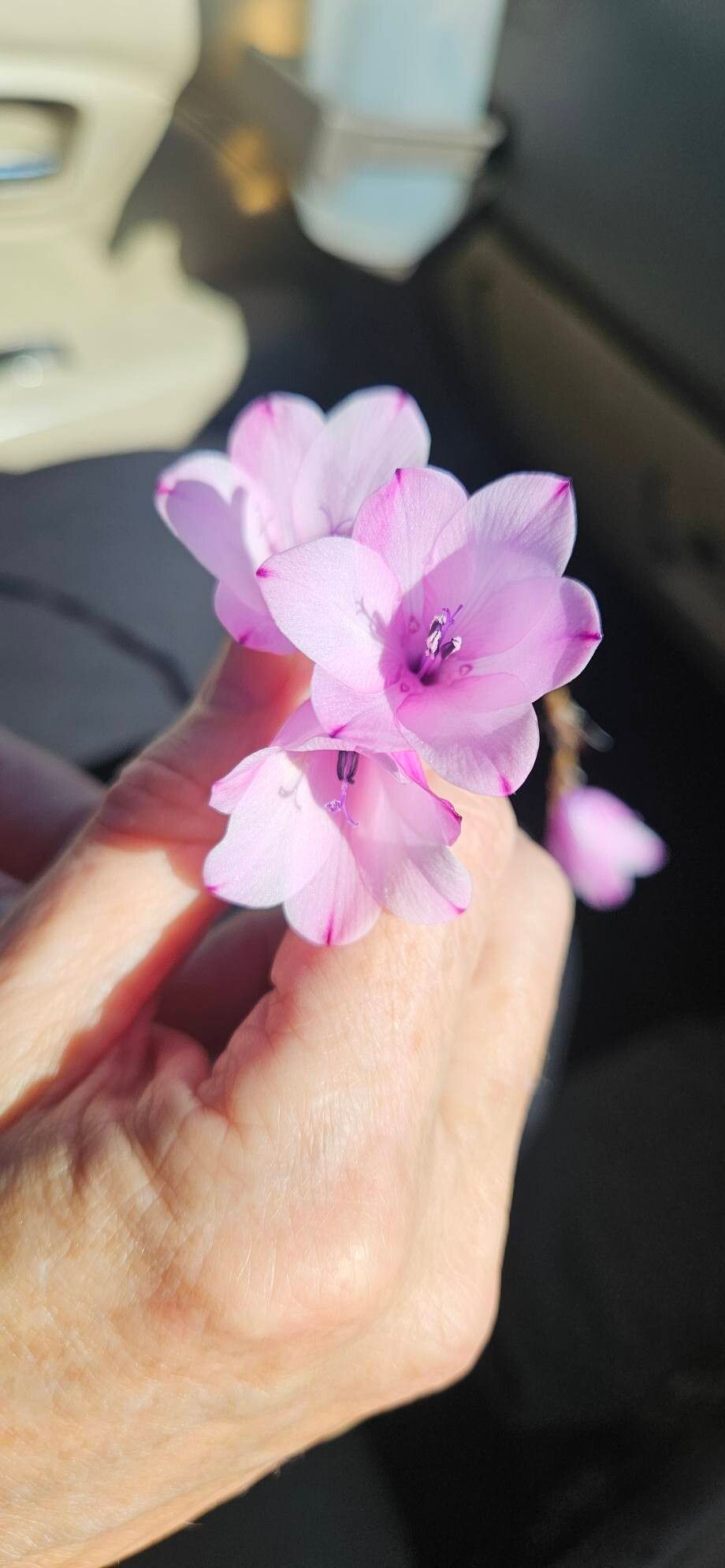 Dierama pendulum — related species from the same genus