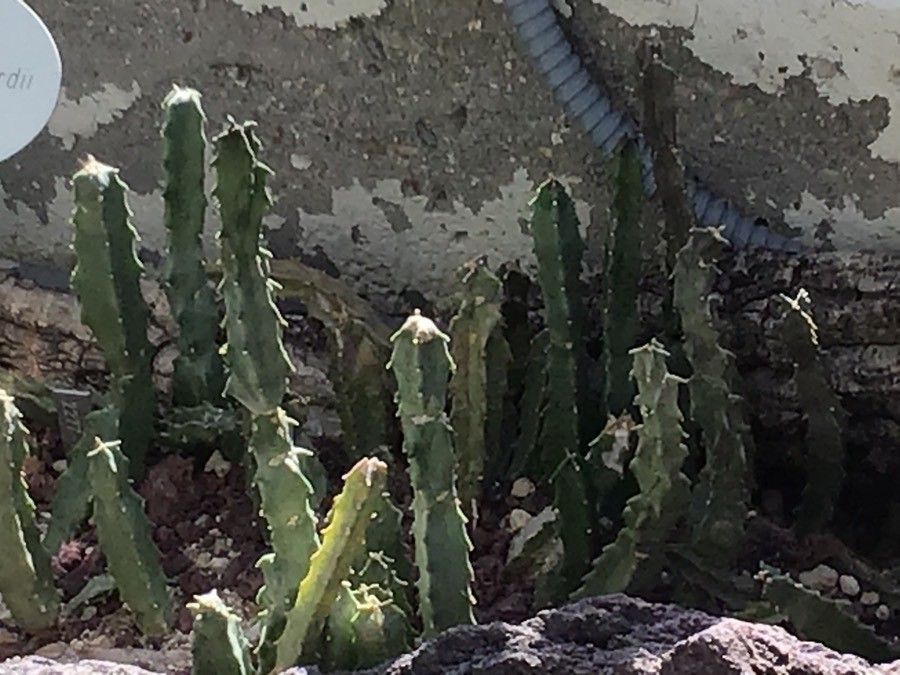 Caralluma burchardii — houseplant care guide