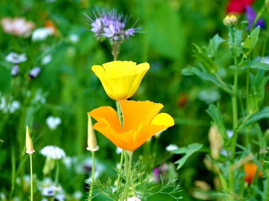 Eschscholzia caespitosa flower