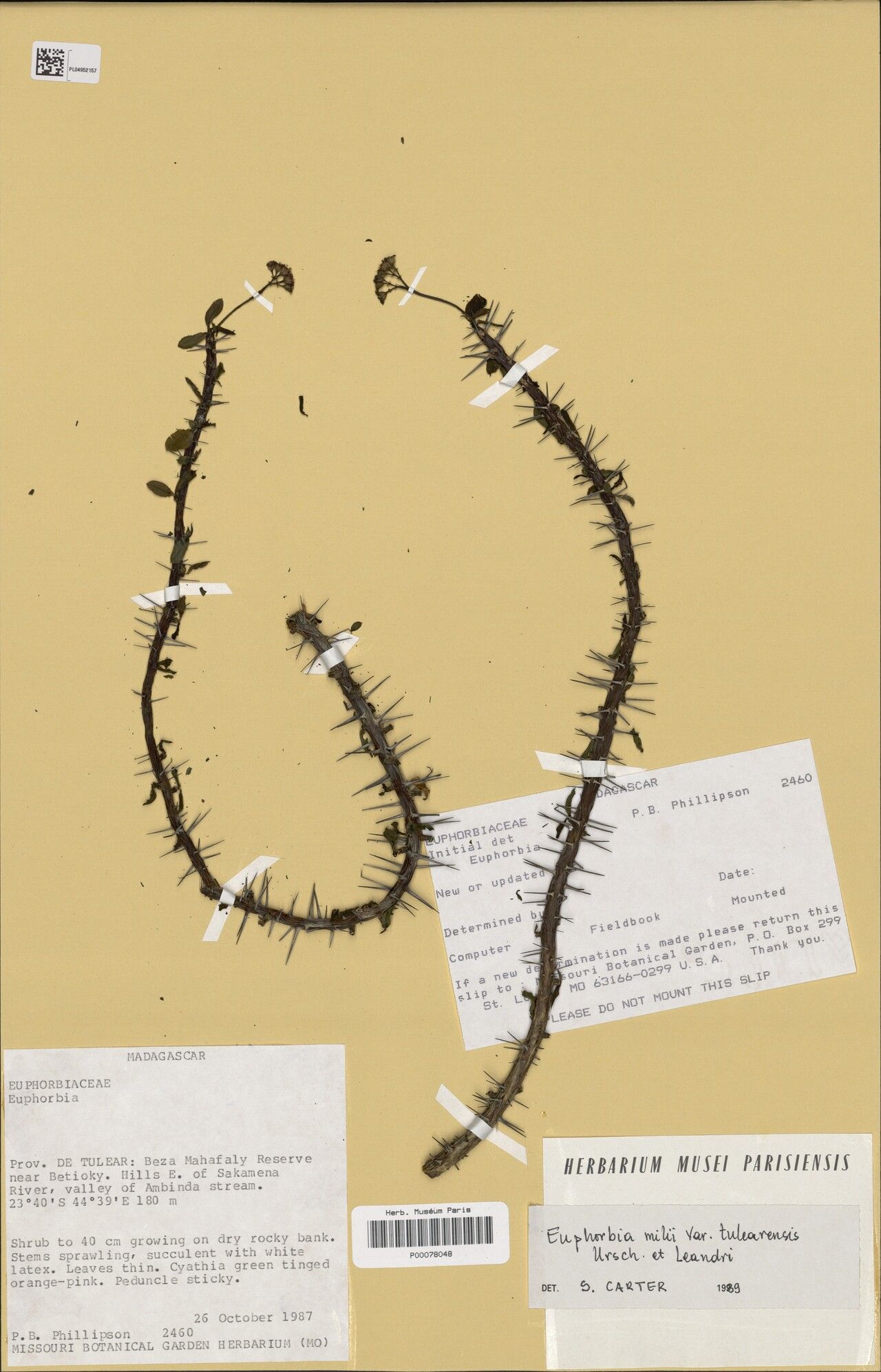 Euphorbia tenuispina — houseplant care guide