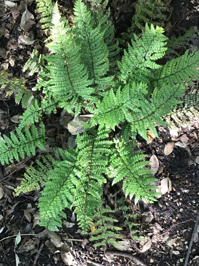 Polystichum makinoi leaf