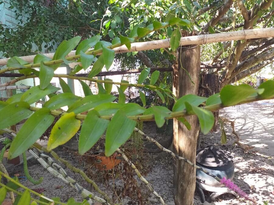 Dendrobium secundum — search result for 'Orchidaceae'