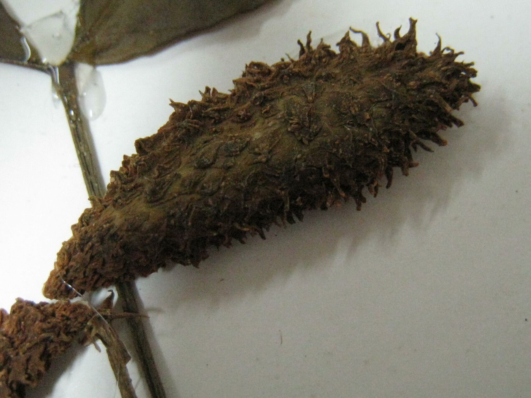 Tabernaemontana heterophylla other