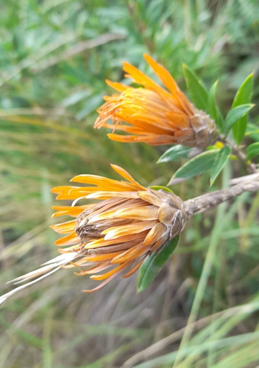 Chuquiraga longiflora flower