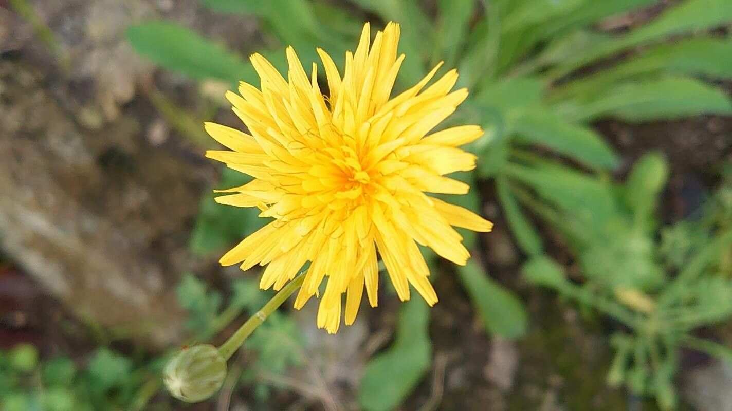 Reichardia picroides flower