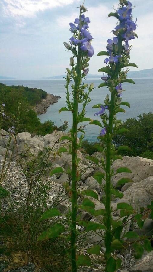 Campanula speciosa flower