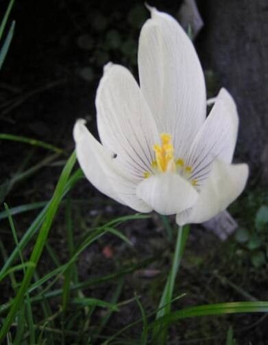 Crocus vallicola — houseplant care guide