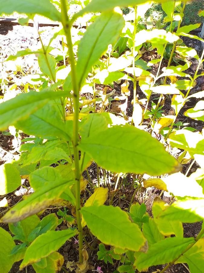 Phlox amplifolia leaf