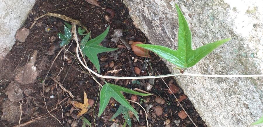 Hernandia mascarenensis — related species from the same genus