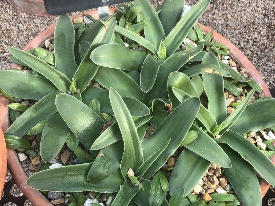 Scilla peruviana leaf