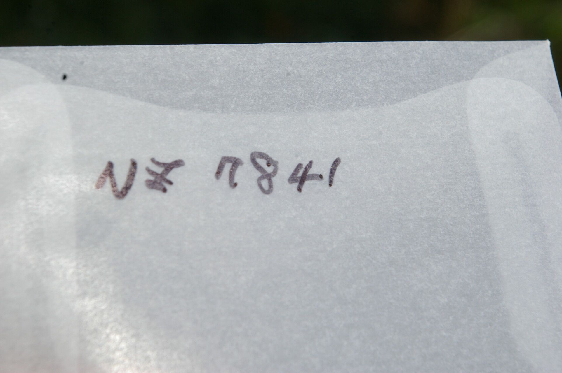 Ilex costaricensis other