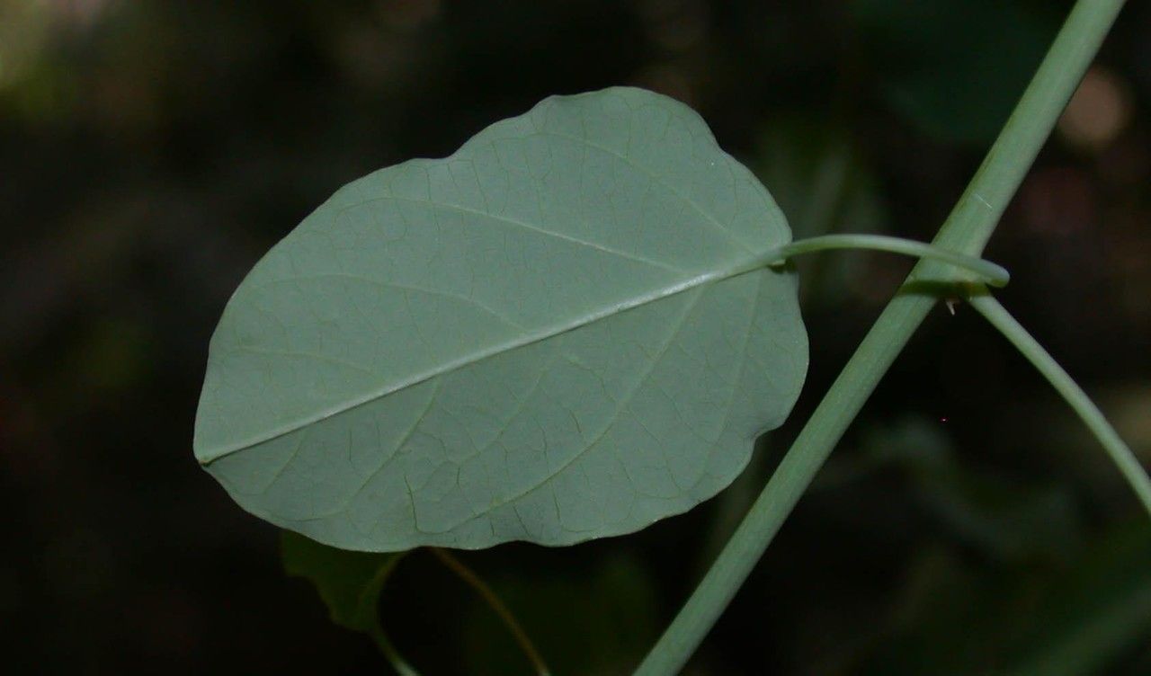 Passiflora arbelaezii — search result for 'Nicaragua'