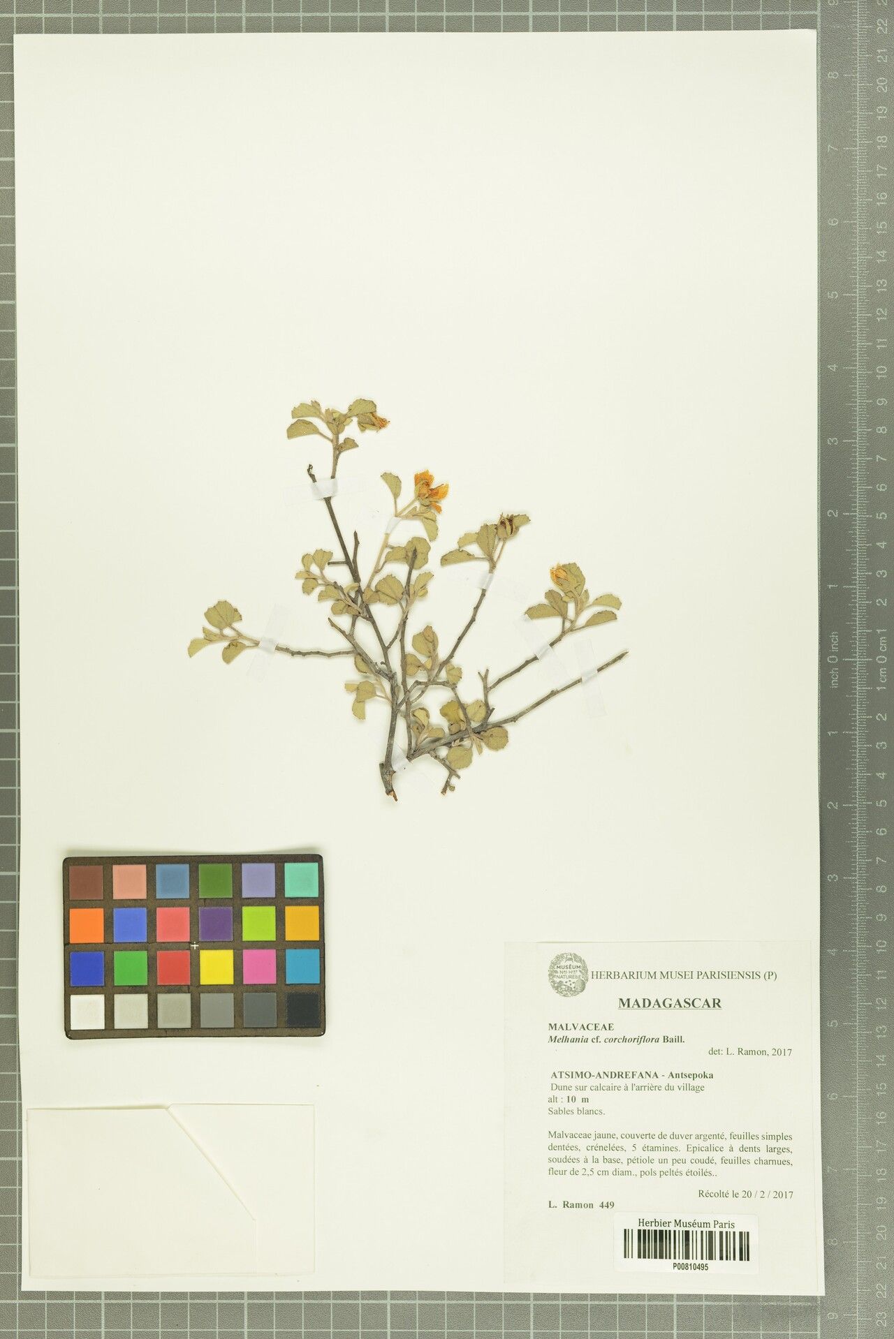 Melhania corchoriflora — related species from the same genus