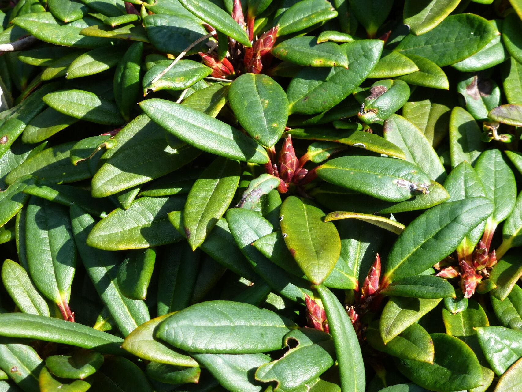 Rhododendron pronum — houseplant care guide