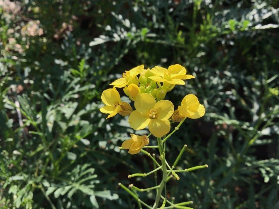 Zephyranthes purpurea flower