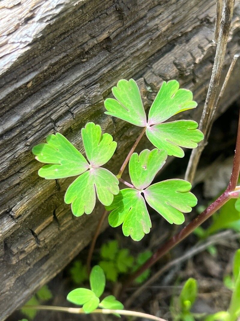 Aquilegia elegantula leaf
