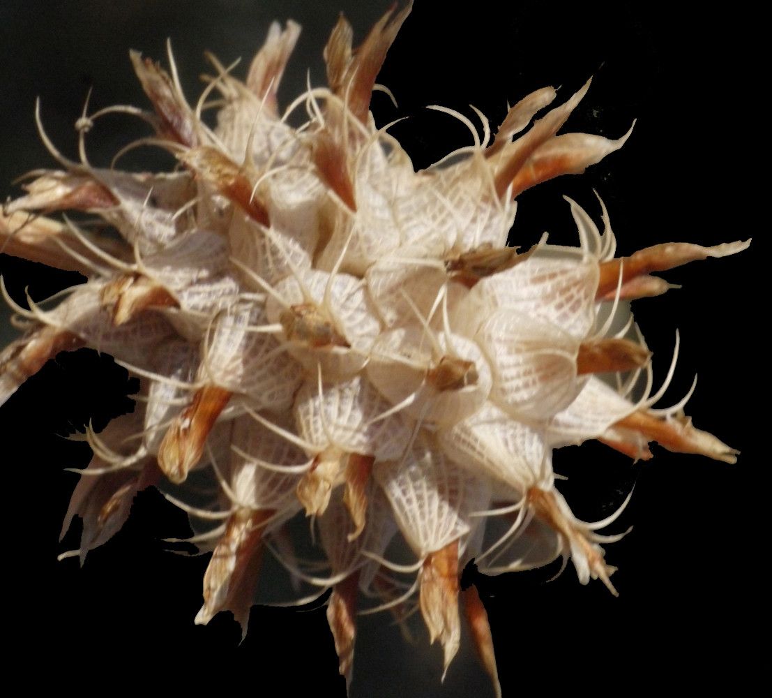 Trifolium spumosum fruit