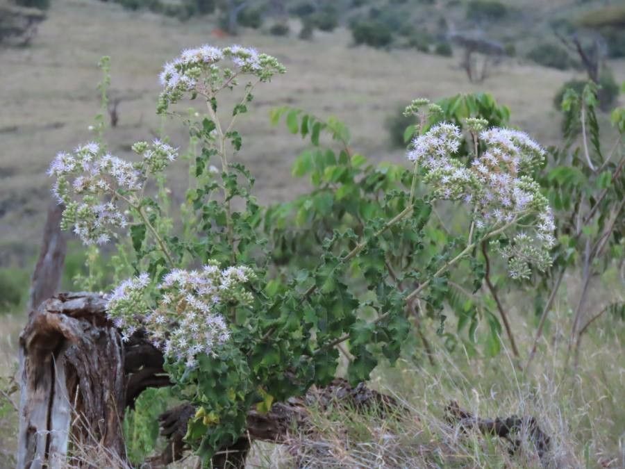 Baccharoides lasiopus habit