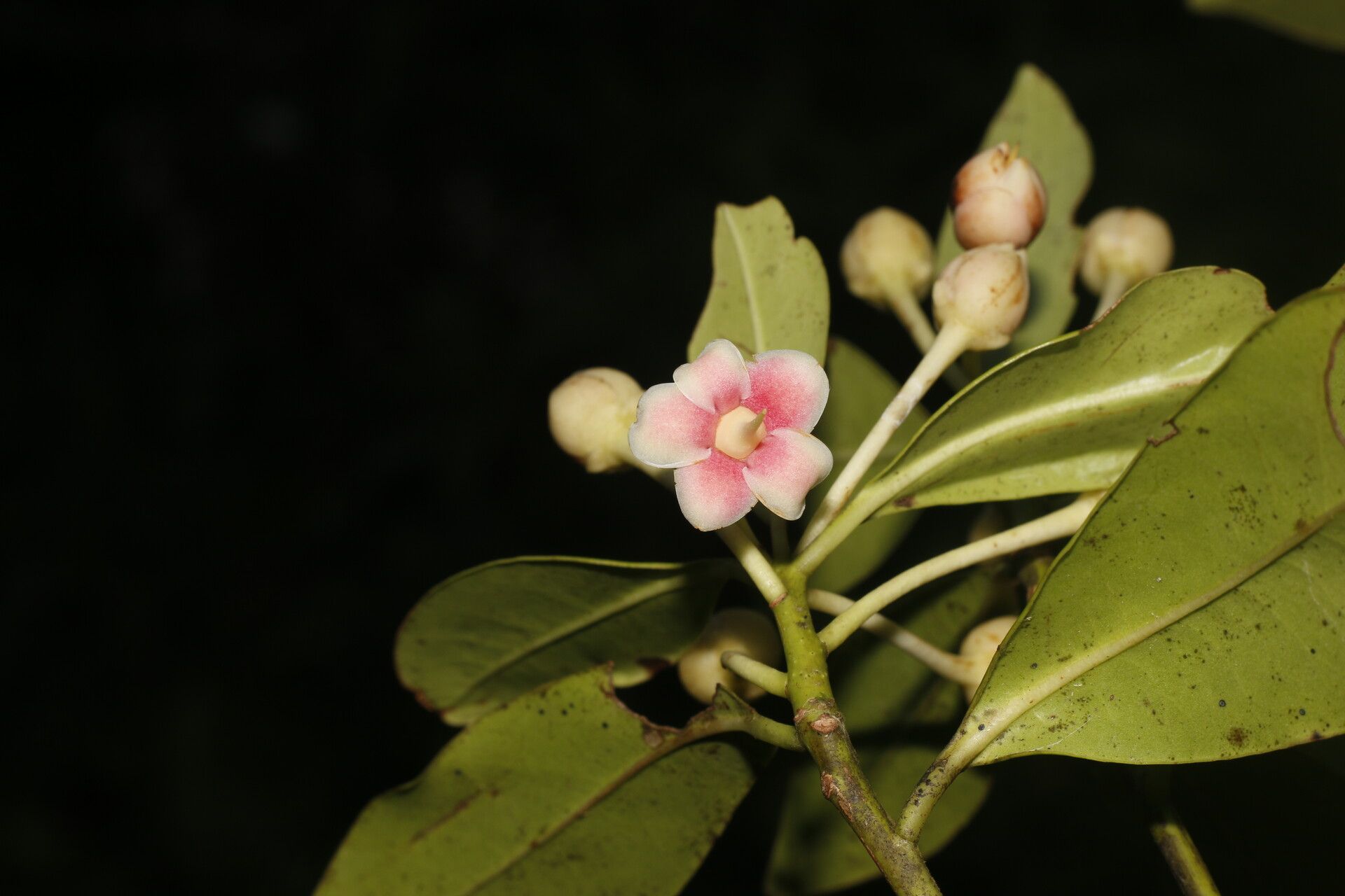 Ternstroemia tepezapote flower