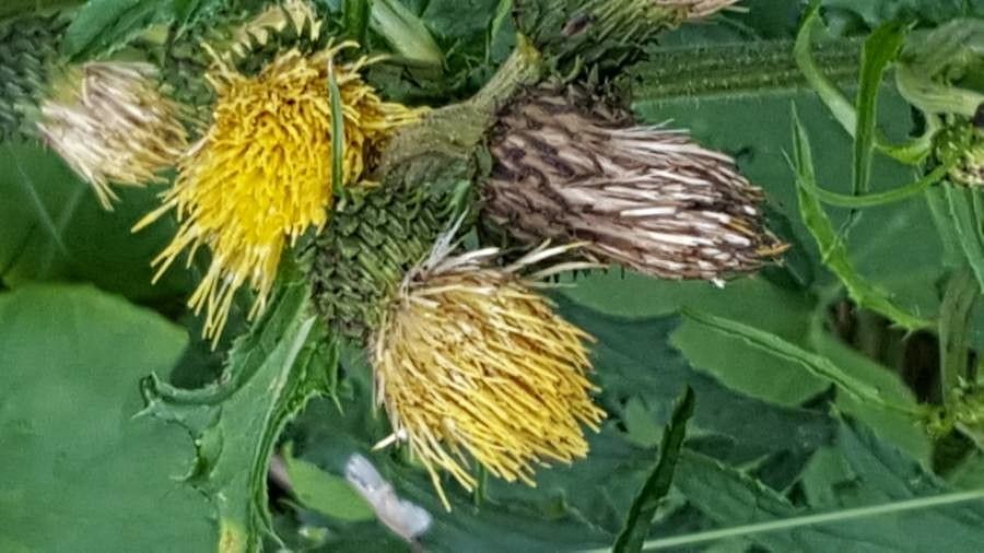 Cirsium erisithales flower
