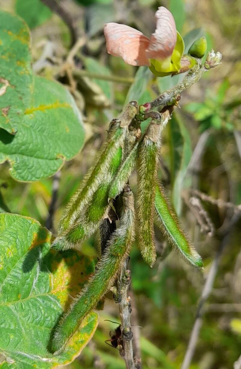 Macroptilium erythroloma fruit