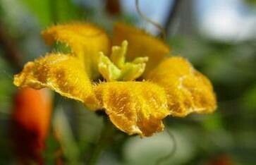 Momordica rostrata flower