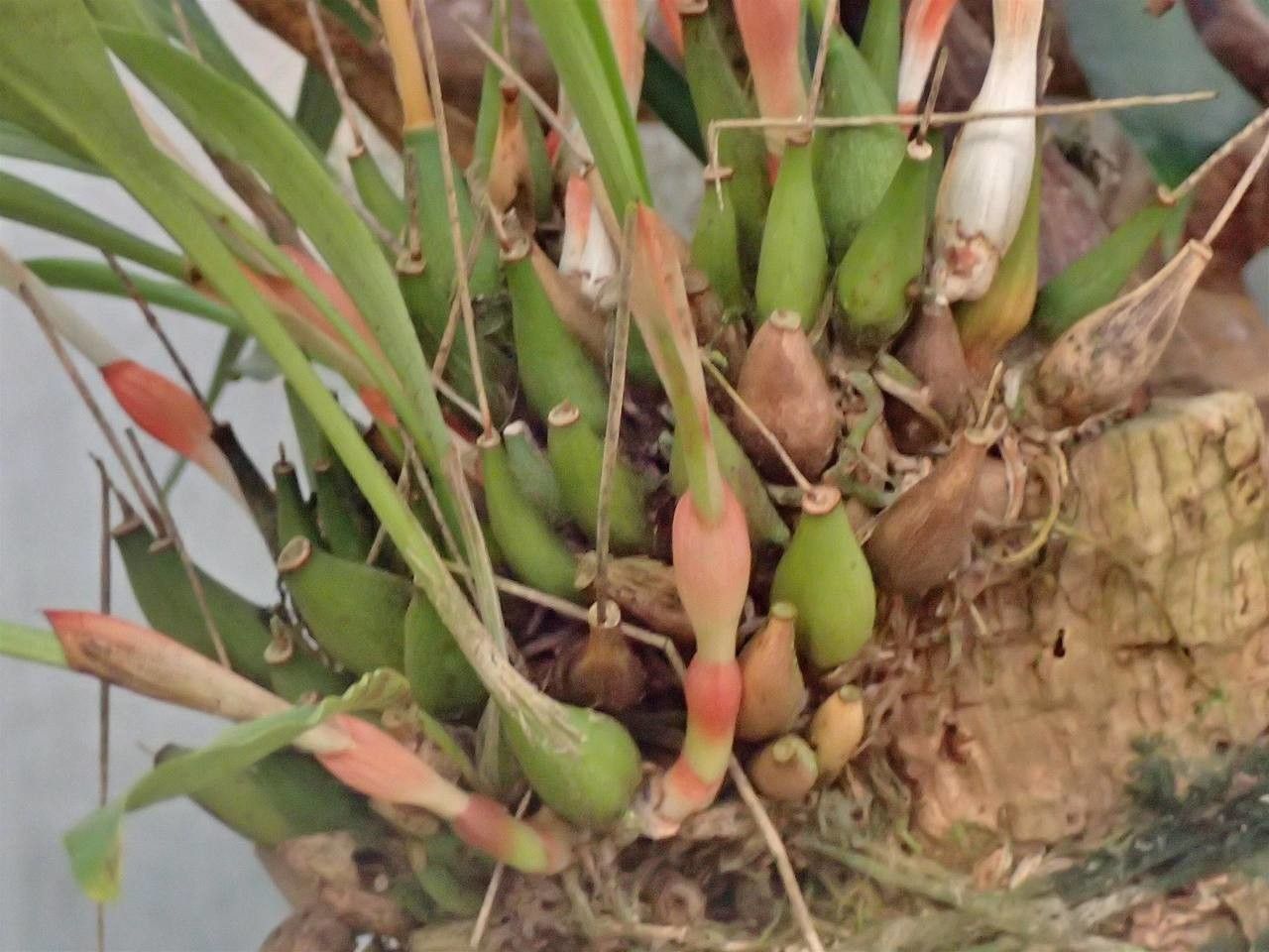 Coelogyne glumacea bark