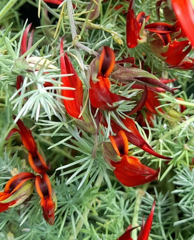 Lotus berthelotii flower