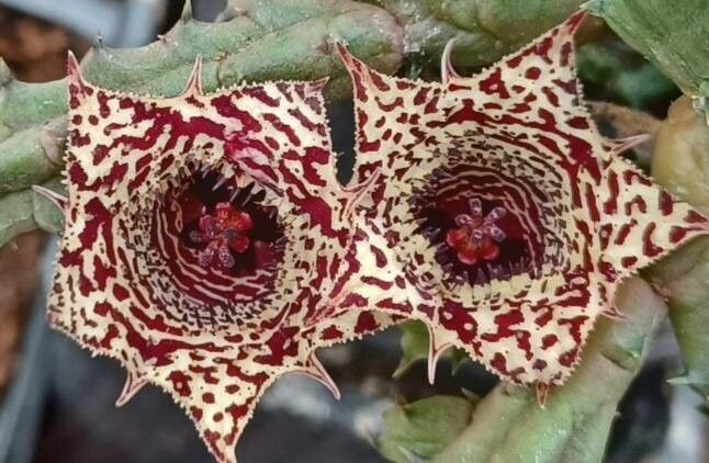 Huernia verekeri — search result for 'Huernia'