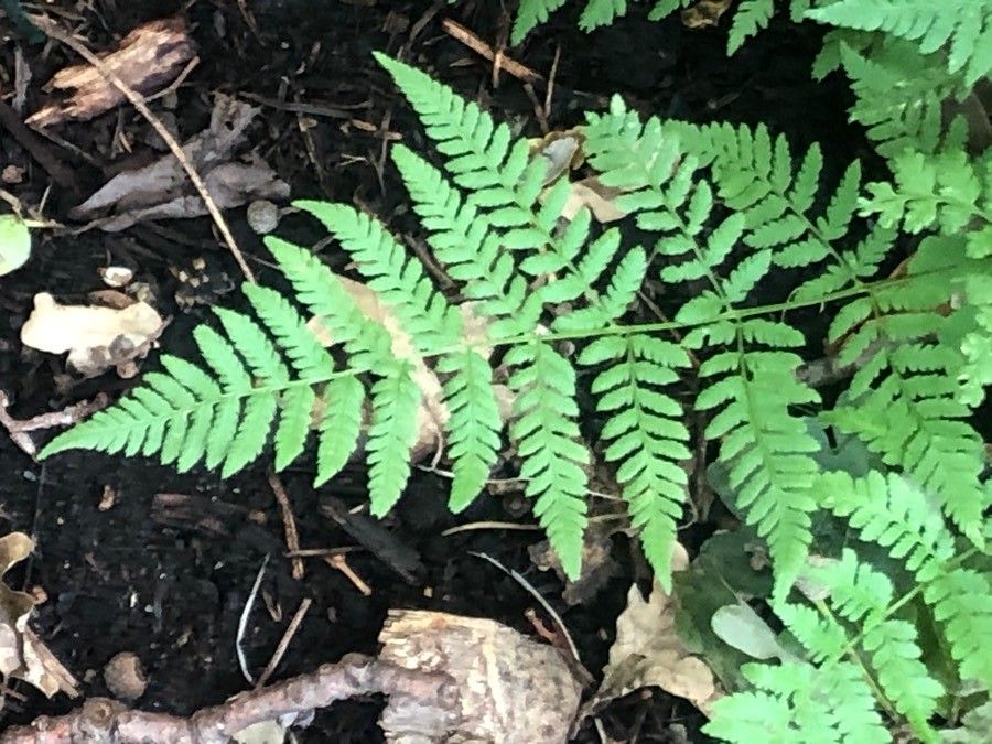 Dryopteris carthusiana