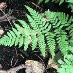Dryopteris carthusiana