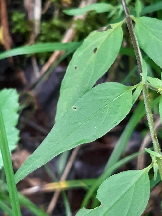 Melampyrum subalpinum leaf