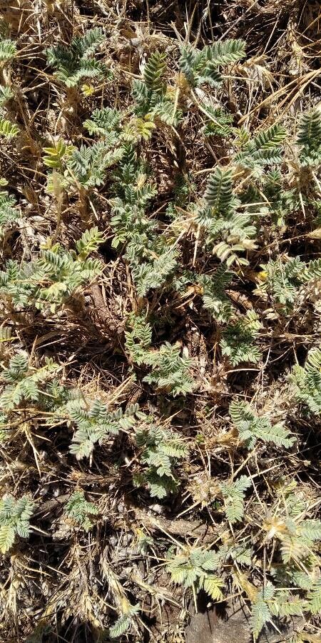 Astragalus nevadensis — houseplant care guide