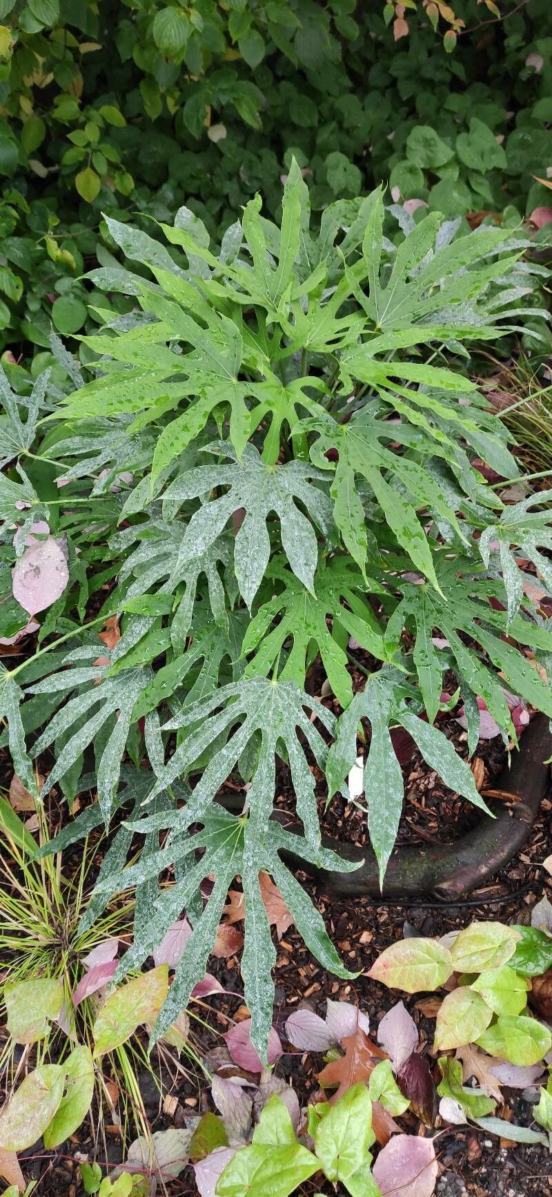 Fatsia polycarpa habit